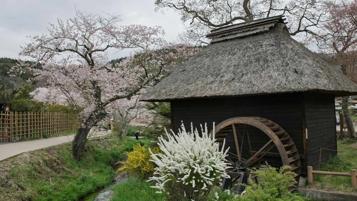 桜の咲く山里に建つ茅葺きの水車小屋