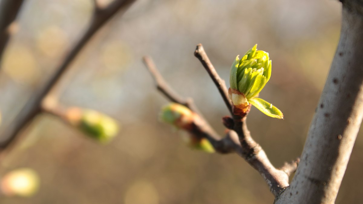 枝先でほころび始めた若葉の芽