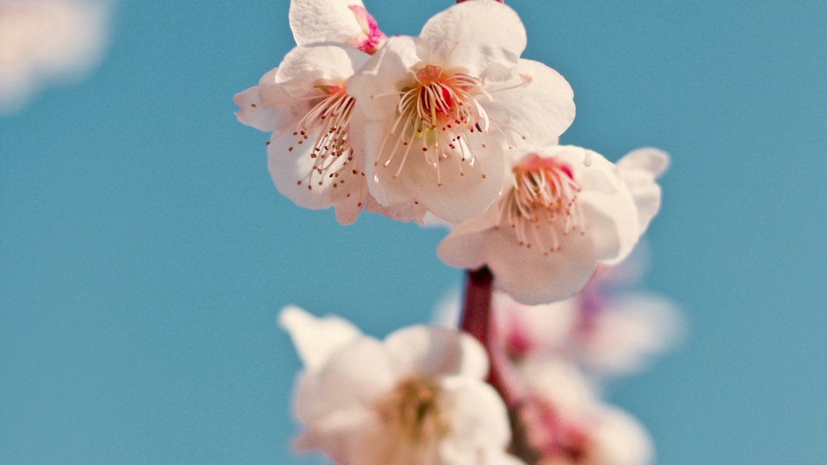 梅の花のイメージ