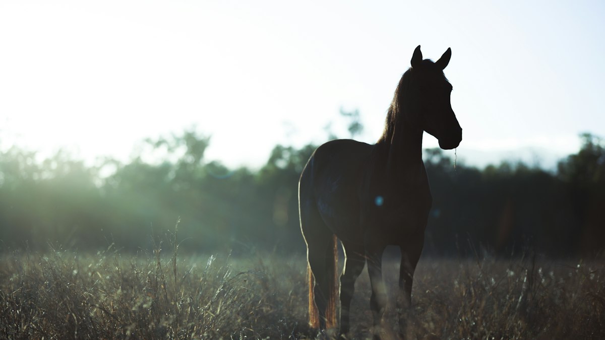 朝の光が差す草原に立つ馬のシルエット