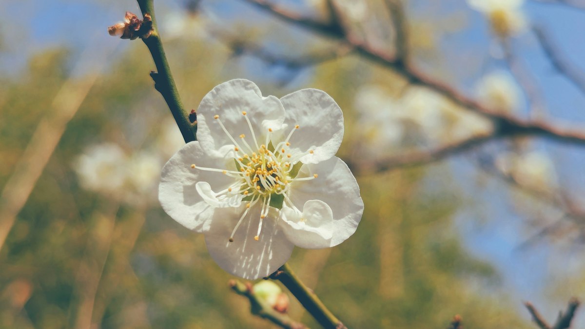 枝に開いた白い梅の花