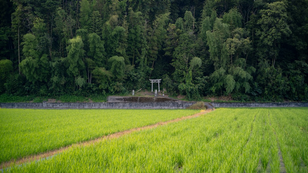 青々とした田んぼと森の前に立つ白い鳥居