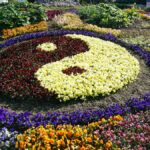 色とりどりの花で描かれた太極図の花壇
