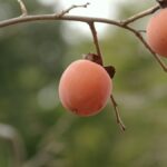枝に実った二つの熟した柿