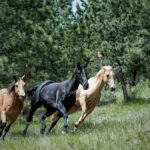 草原を競い合うように駆ける三頭の馬