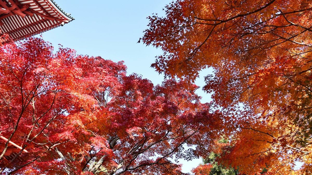 燃えるような紅葉と寺の屋根