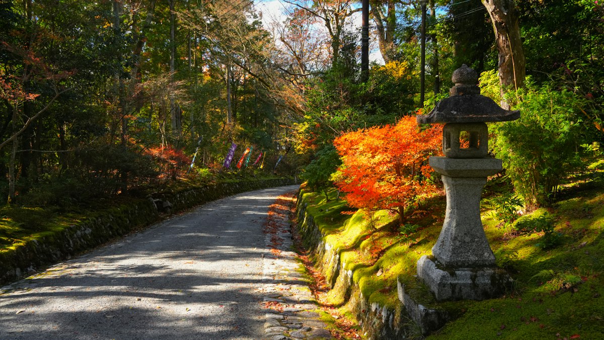 紅葉に囲まれた石灯籠の立つ参道
