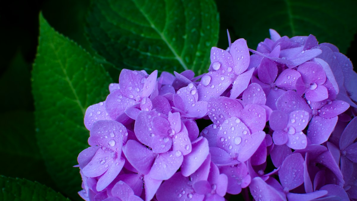 雨のしずくが付いた紫陽花