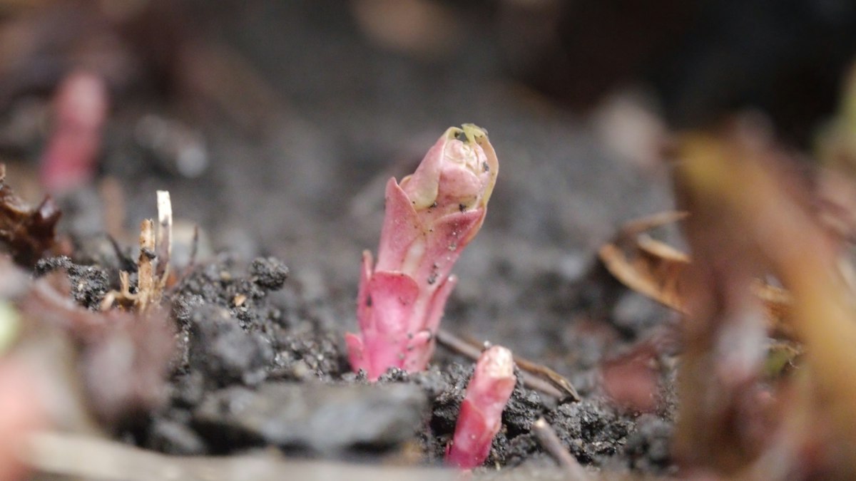 春の土から顔を出した新芽