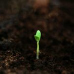 暗い土から顔を出した一本の新芽