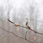冬枯れの枝に付いた小さな冬芽