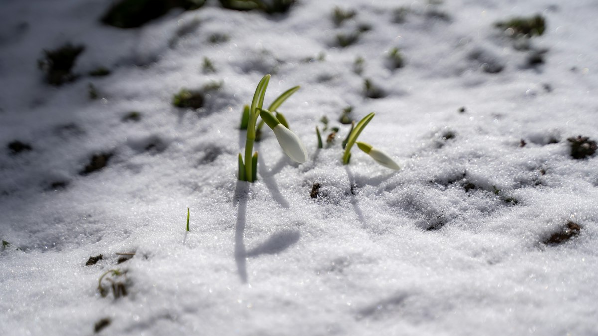 雪の中から顔を出した新芽