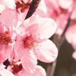 淡い紅色に咲きそろう桃の花