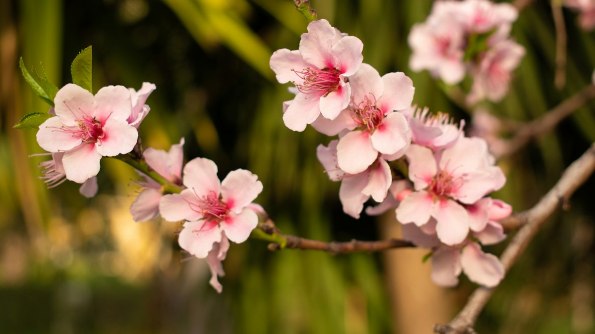 春の光を受けて枝に咲く桃の花