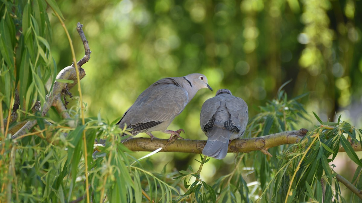 枝の上で寄り添う二羽の鳩