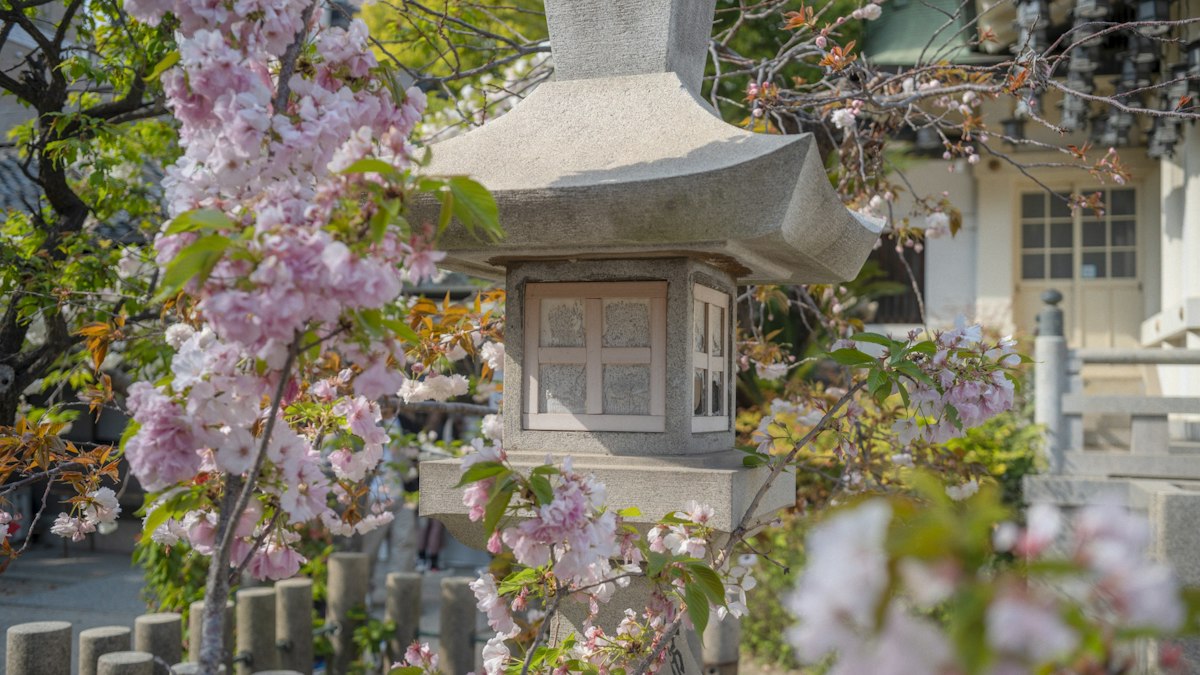 桜に囲まれた寺の石灯籠