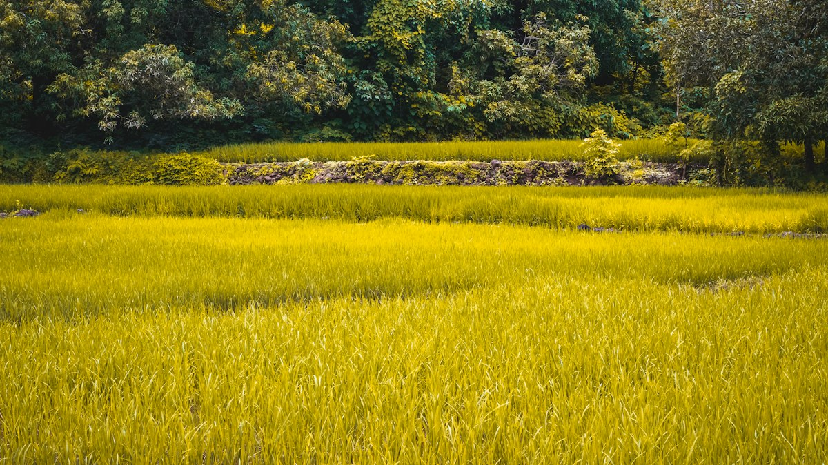 黄金色に実った田んぼの稲穂