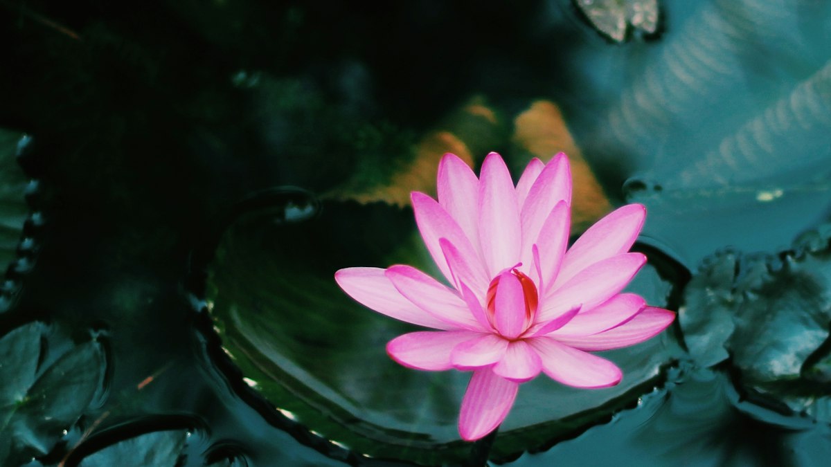 蓮の花のイメージ