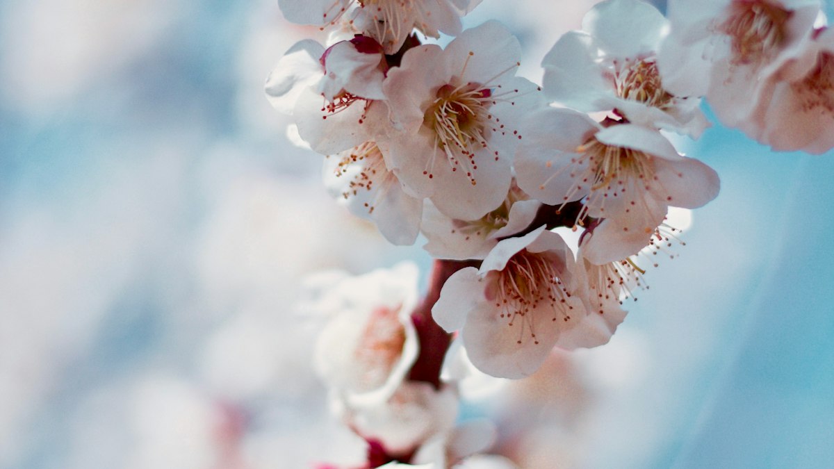梅の花の枝のイメージ