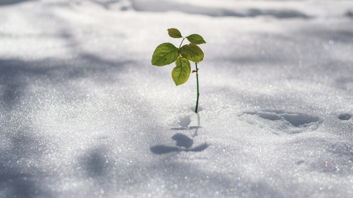 雪の上に伸びる小さな新芽