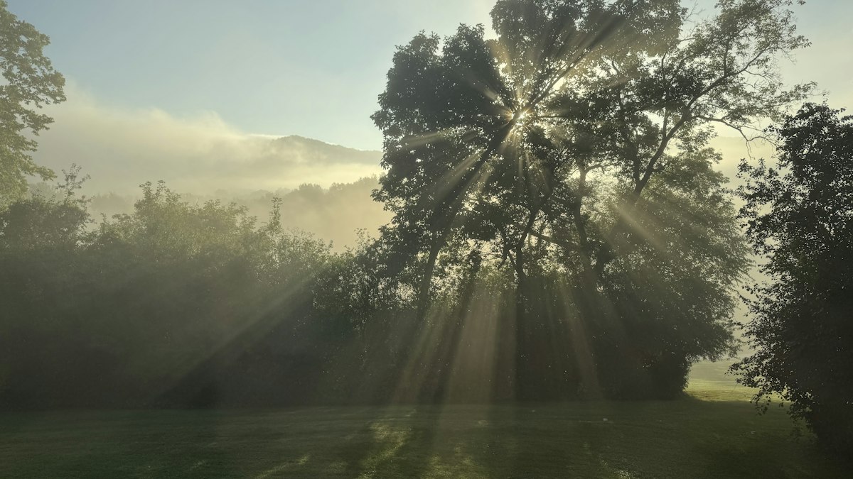 朝霧の木立に差し込む日の光