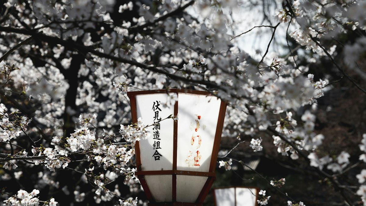 満開の桜と提灯