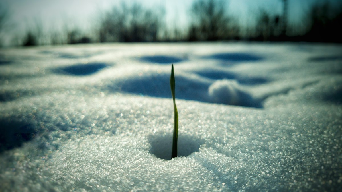 雪の中から伸びる一本の新芽