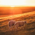 夕日に染まる晩夏の草地を歩く羊