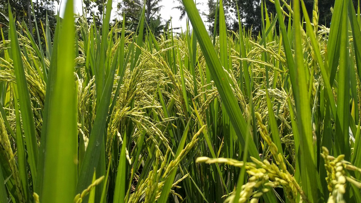穂が実り始めた晩夏の稲