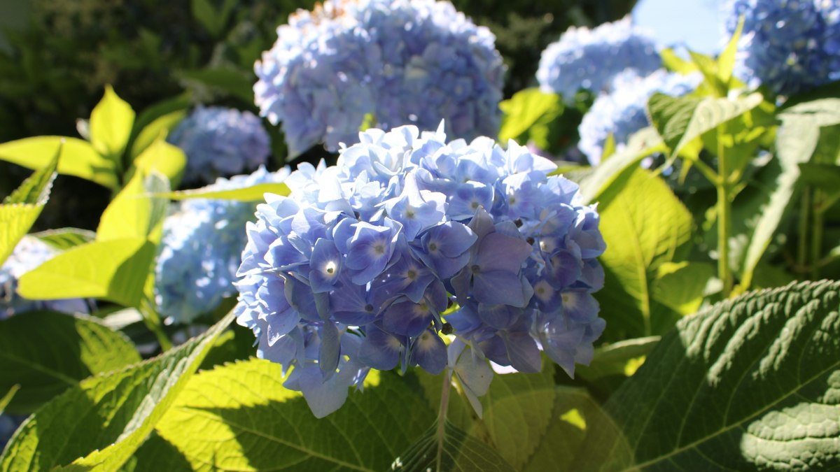 初夏の日ざしに咲く青い紫陽花