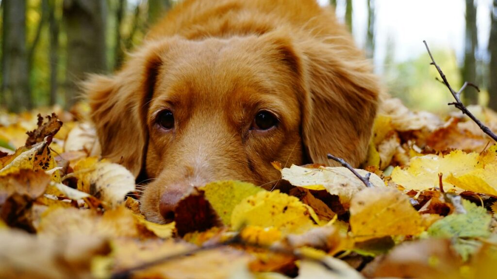 晩秋の落ち葉に伏せる犬