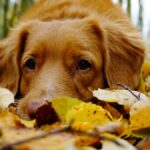 晩秋の落ち葉に伏せる犬