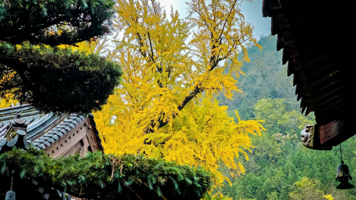 寺の屋根の間で黄葉した銀杏の大木