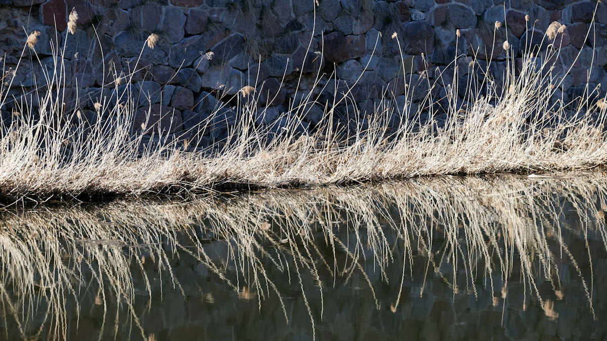 暗い水面に映る冬枯れの草