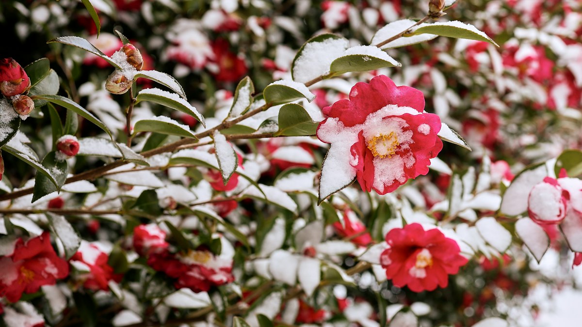 雪をかぶった紅白の椿