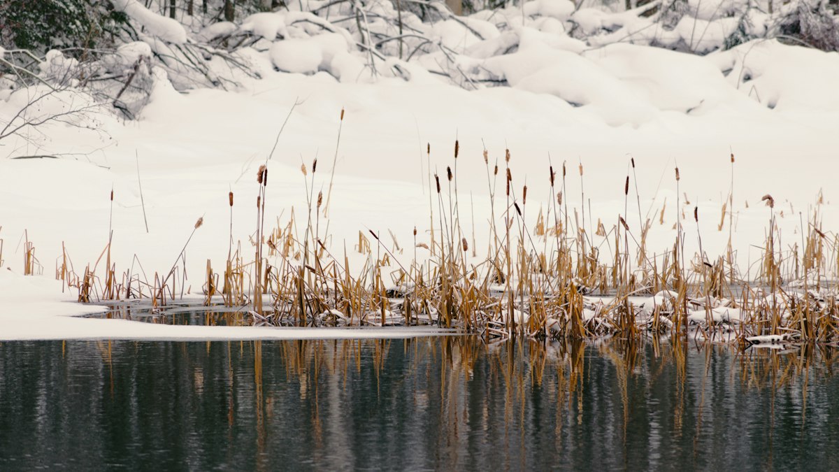 雪の池のほとりに立つ枯れ草