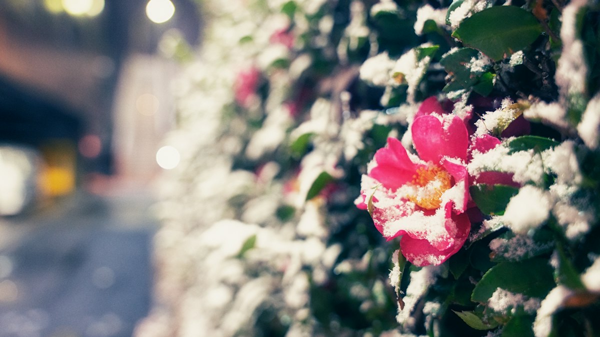雪をかぶって咲く桃色の椿