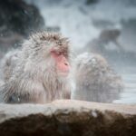 湯気の立つ水場に浸かるニホンザル