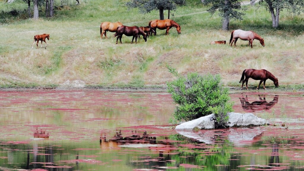 湖のほとりで草をはむ馬の群れ