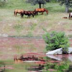 湖のほとりで草をはむ馬の群れ