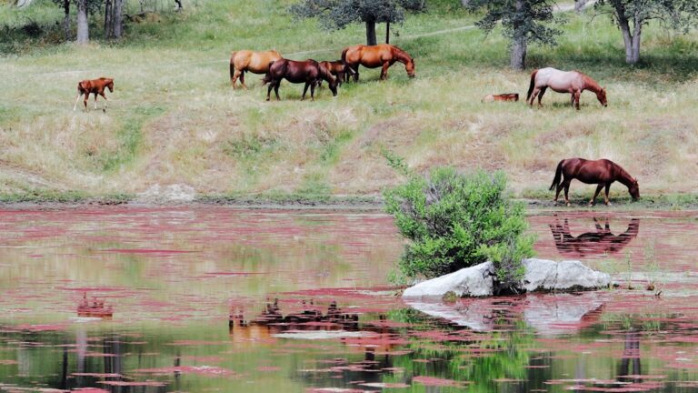 湖のほとりで草をはむ馬の群れ