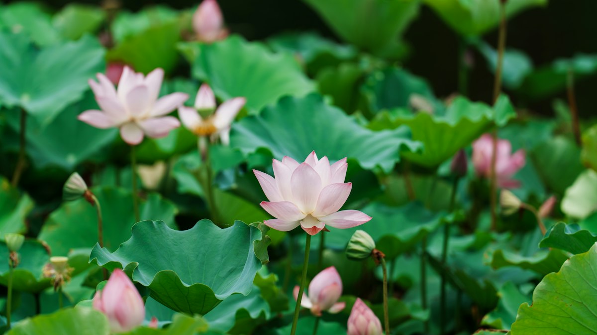 夏の池に咲く蓮の花とつぼみ