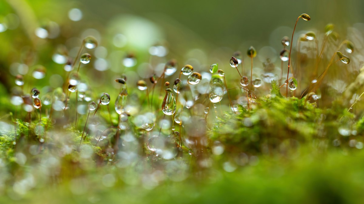 苔の上できらめく露のしずく