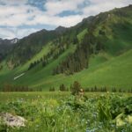 新緑に覆われた春の山