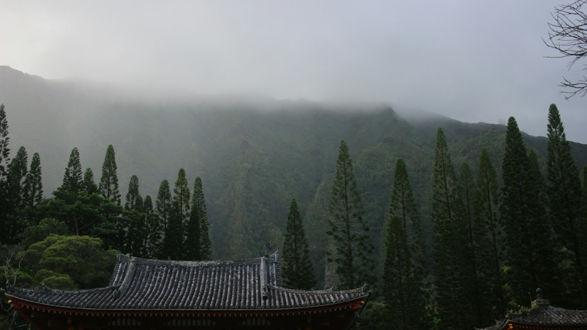 霧の杉林に囲まれた寺の屋根