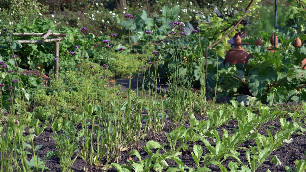 野菜や草花が茂る手入れされた菜園