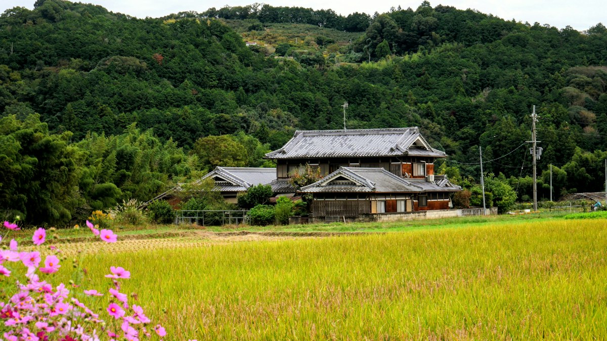 実った稲田の向こうに建つ昔ながらの民家