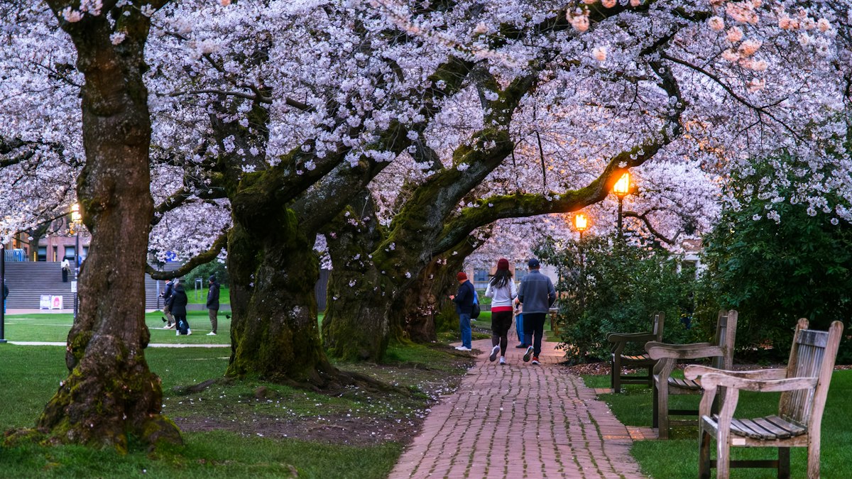 灯りのともる桜並木を歩く人たち