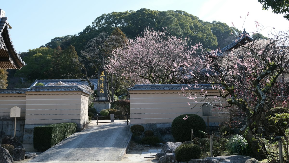 梅の花が咲く寺の門前