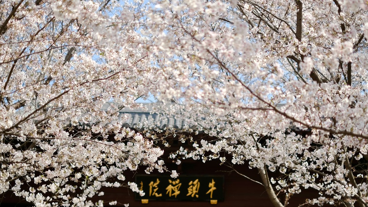 満開の桜に囲まれた寺の建物